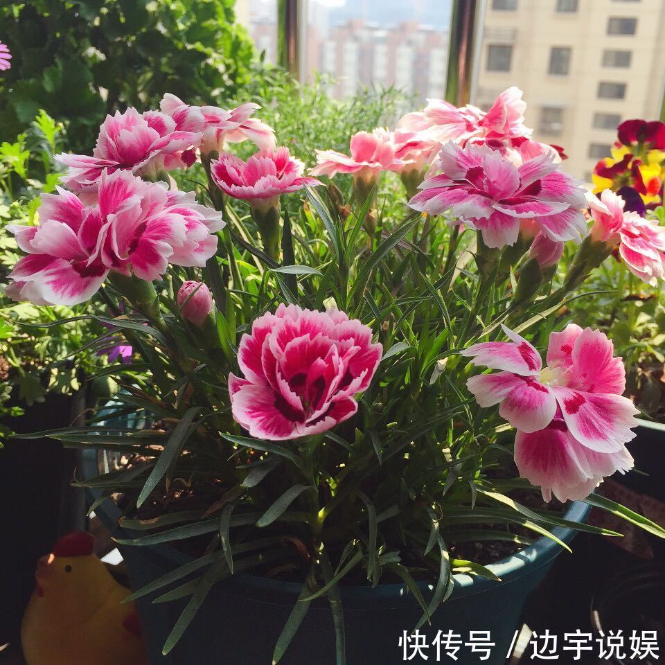 一种被低估的盆栽,花期超半年,漂亮又芳香,栽培容易,值得入手