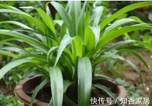 啤酒养花好处多,方法很重要,用错了方法营养液变毒药