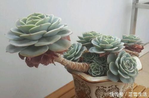 多肉|新手养多肉植物，了解掌握4个要点，保准养一个旺一个