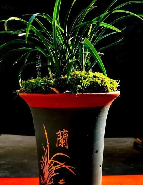 叶子|兰花叶子枯萎怎么办?教你5个妙招,新手兰友一定要知道