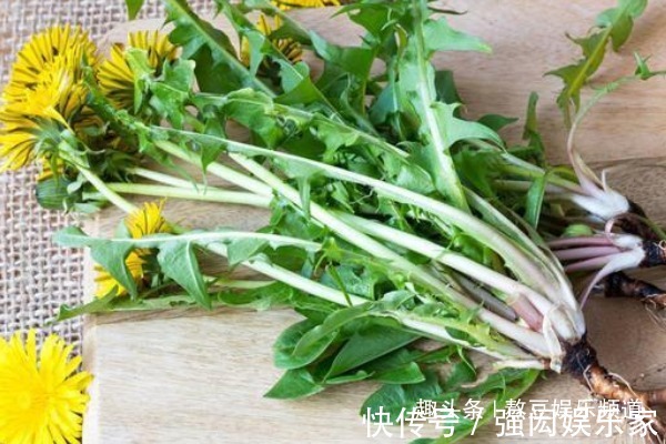痤疮|农村不起眼的蒲公英,浑身都是宝,清热解毒功效多,现在吃正当季