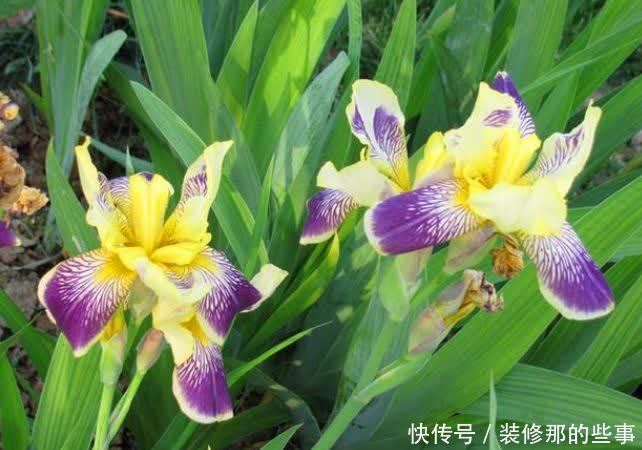 4种福运花,自带福气好养活,好养又漂亮,一开就是300多天!