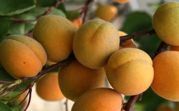 杏仁油|它具有润肺定喘,生津止渴,清热解毒等5大作用,营养价值极高!