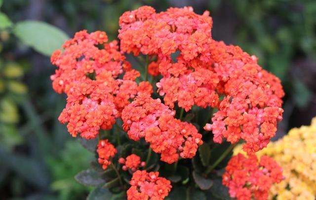 还在花钱买花遇上“6种花”掐根枝回来,插到土里就活,很简单