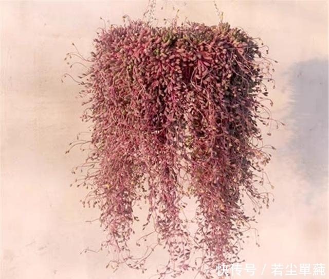 地方|10款能吊起来养的多肉,一个比一个美,还不占地方
