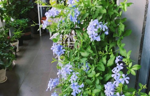 花农养花为啥成本这么低学会用小苏打,几十盆都花不了2块钱