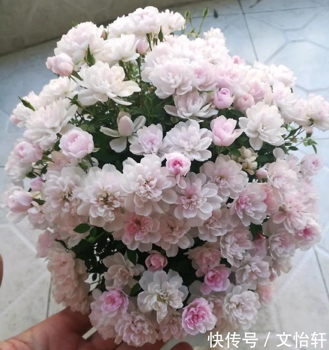 品种|100个月季品种，千姿百态，每个都很漂亮，图名并茂，值得收藏