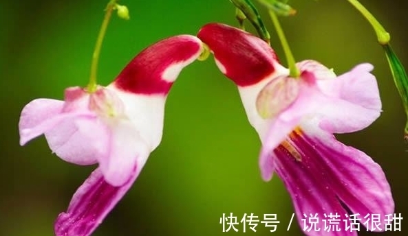 菊花|喜欢菊花，不如养盆“花中精品”鹦鹉花，花色丰富，小巧玲珑