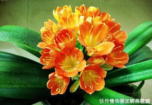 君子兰、蟹爪兰不开花,盆里加水加药,入冬就开花