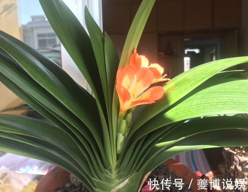 君子兰|君子兰养了10年不开花,就是这个原因,看完就明白了!