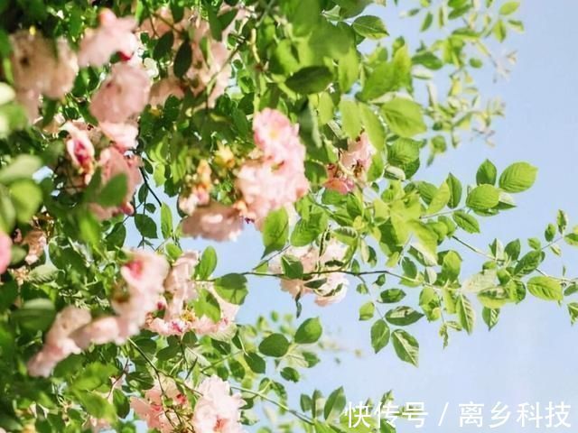 内敛|平时不起眼,关键时刻有大将风范的星座,沉稳内敛是他们的内核