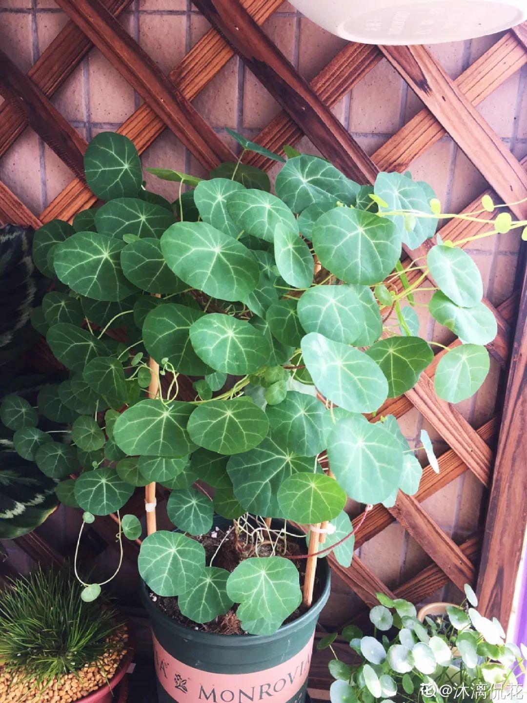 叶子|家里养棵“丑八怪”,霸气镇宅,越养越爱