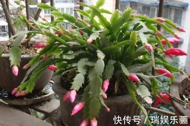 蟹爪兰叶子长出须根是怎么回事教你小窍门,花开爆盆,叶如瀑布