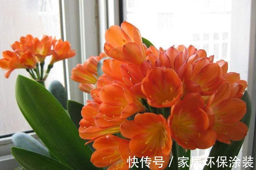 养护|秋天养君子兰，15天浇一次“神仙水”，新叶新芽猛长，轻松开满盆