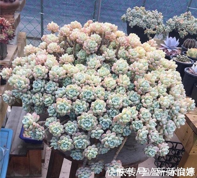 老桩|相见恨晚的多肉爆盆法,试一次爆一盆,赶紧用一用!