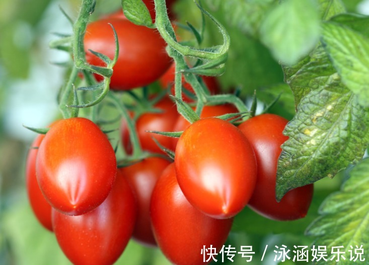 阳台上|喜欢吃番茄,不如种青梅番茄,不仅好看,还营养丰富!