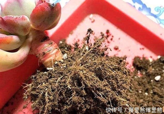 想露养多肉,避开这3个雷区,安全度夏,侧芽蹭蹭冒,独苗变老桩!