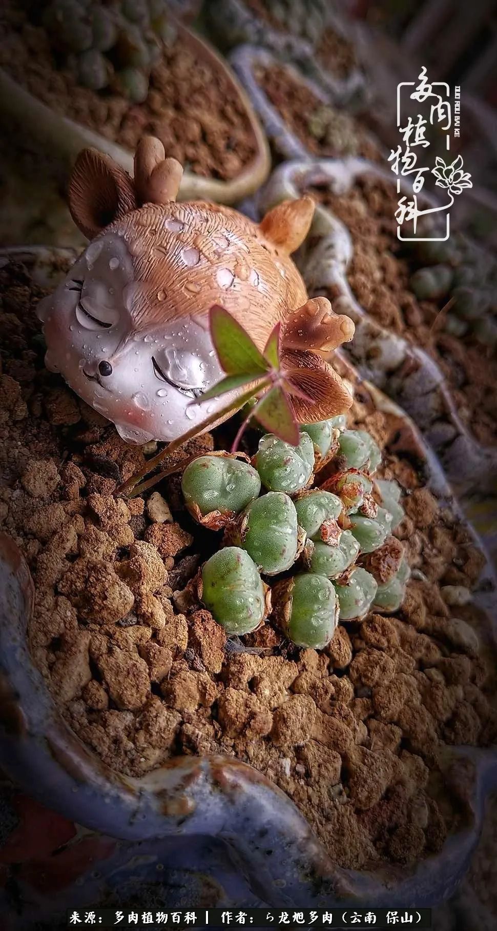 多肉植物|遇见多肉，遇见不一样的你，一养就是10几年！