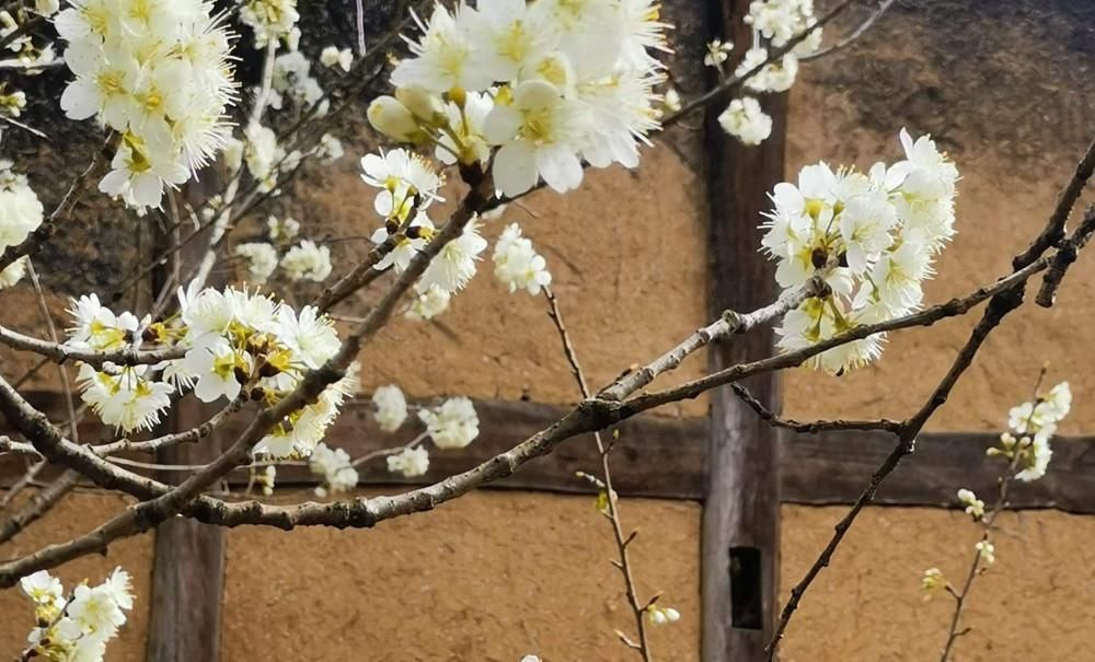 春节赏花好去处，广元5000亩樱桃花迎春绽放，美成仙境！