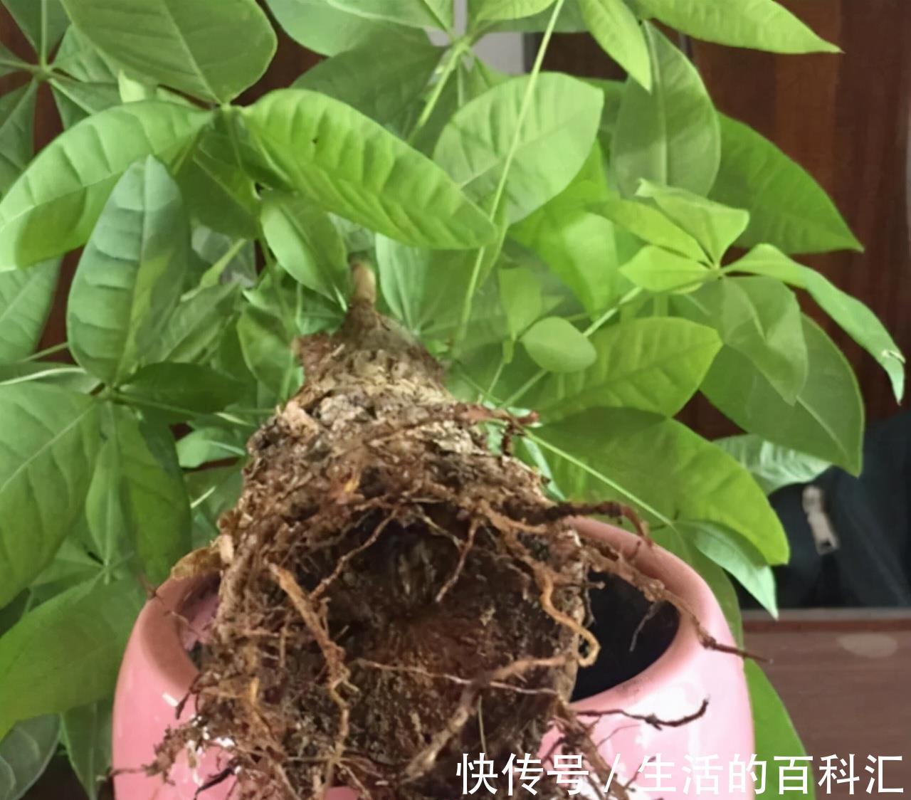 烂根|10种花怕“积水”,养不好,90%是浇水太多,别忽视