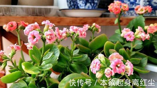 什么淘米水、黄豆水都不如2种肥，啥花都喜欢，养啥都爆盆！