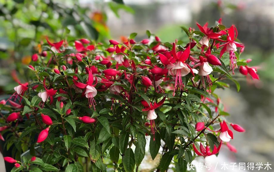 公认难养的4种花,之所以养不好,是因为你触碰了它们的“弱点”