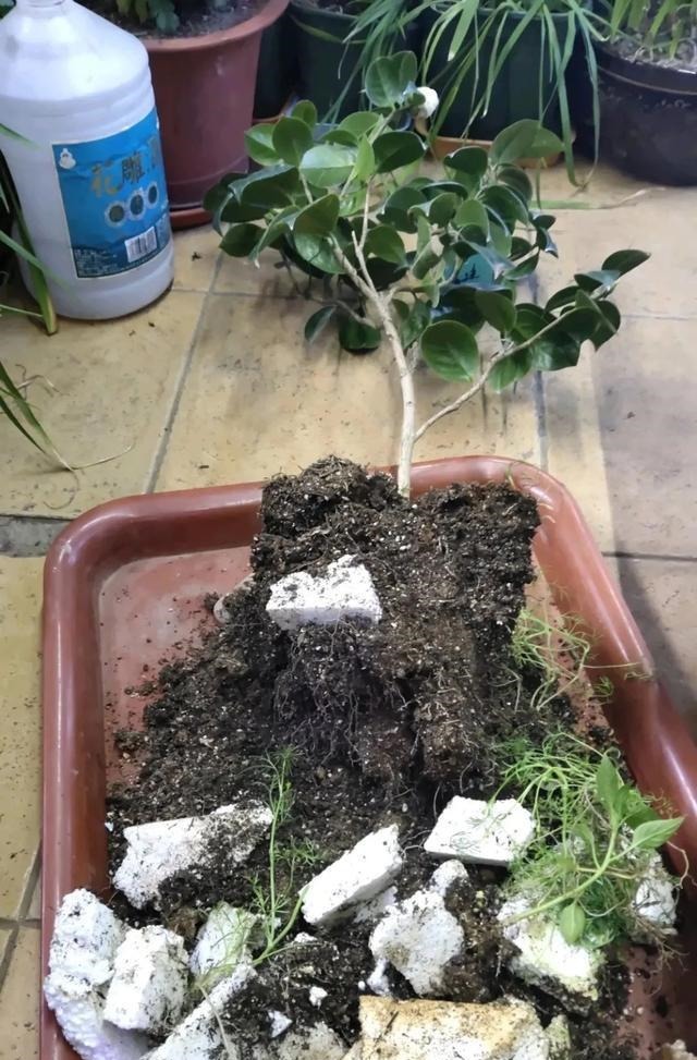 买的花总不活,秘密全在花盆里,搬起来看看才知道!