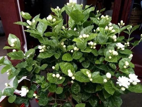 花友们，茉莉花期的时候，4件事万万不能做，不然花苞呼呼落