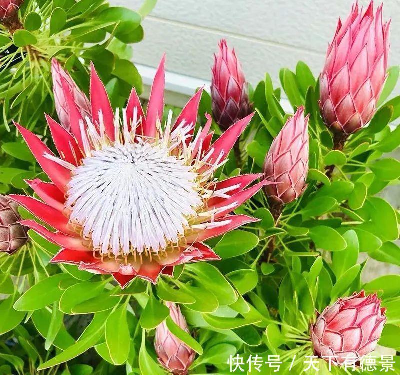 最气派的“霸王花”,家里养一盆,华丽又大气,富贵又吉祥