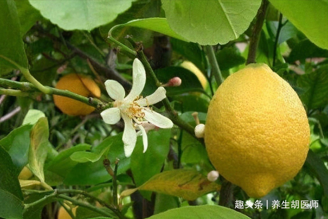 黏液蛋白|女性想气色好,建议吃的食物,促进肠胃蠕动,改善便秘,气色更好