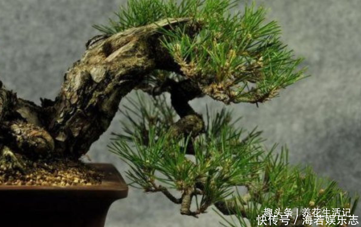 黑松盆景|黑松盆景不发芽,做好“4个”主环节,生长旺“出芽”率高!