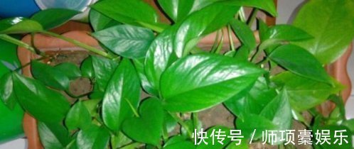 叶子|爱吃“油”的盆栽,你知道是什么吗只需喝2滴,1年养出百十盆