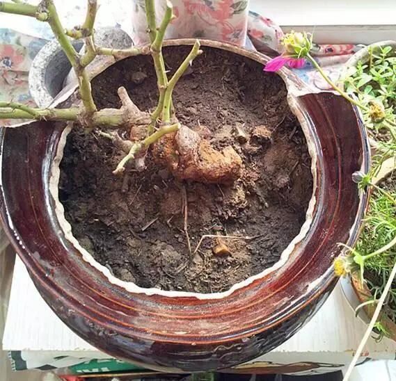 用3招，就能养出漂亮的盆栽，不愁没有花盆用了