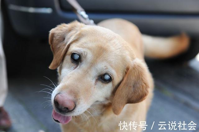 并发症|患白内障的狗狗越来越多！究其原因，跟主人过度宠爱也有关