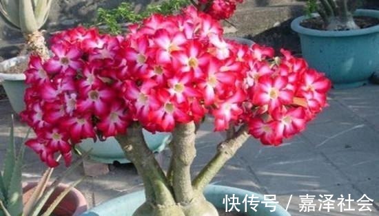养花|养花“饿着”养,浇水别勤快,新芽反而长得多,这5种花就这样养