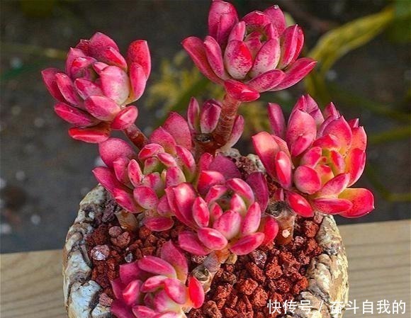 多肉|比“玫瑰”还漂亮,养成老桩就是一束手捧花,难怪有人养了几十盆!