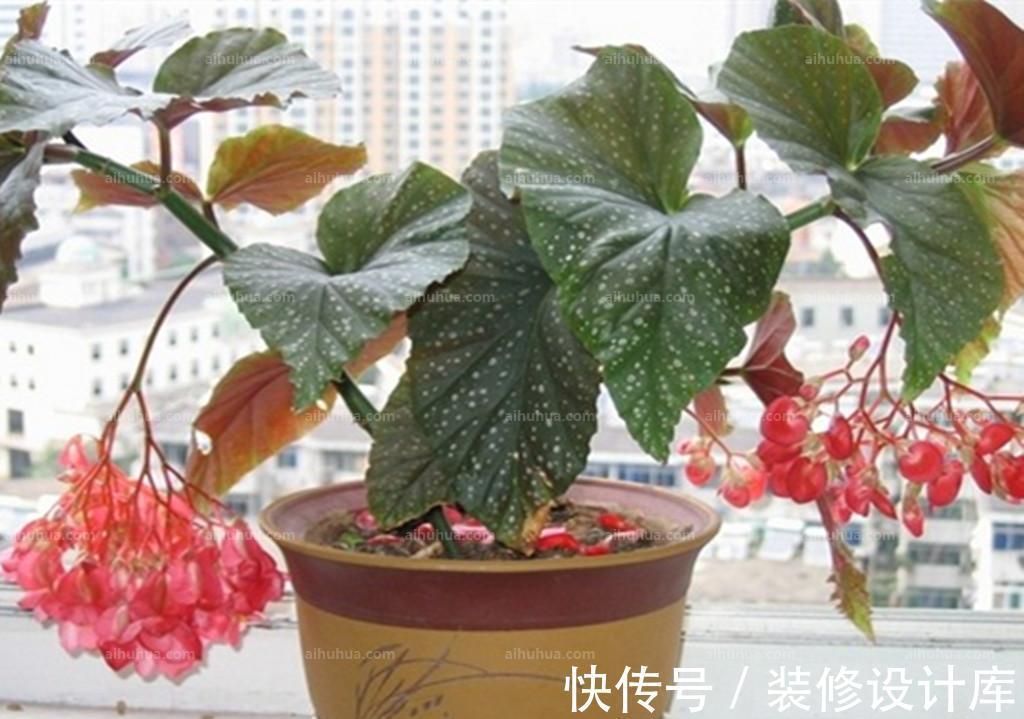 麒麟吐珠|养花试试这几款,花型多姿,叶色柔媚,轻易开成花海