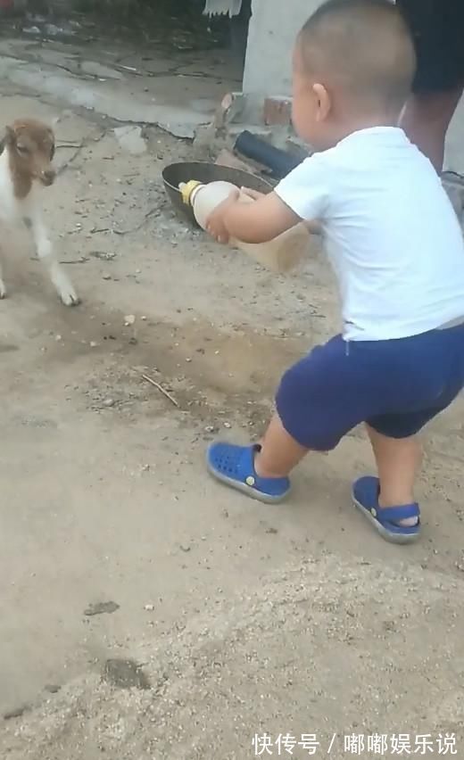 萌点|小宝宝给小羊喂奶,小羊跪地的这个姿势,瞬间戳中路人萌点