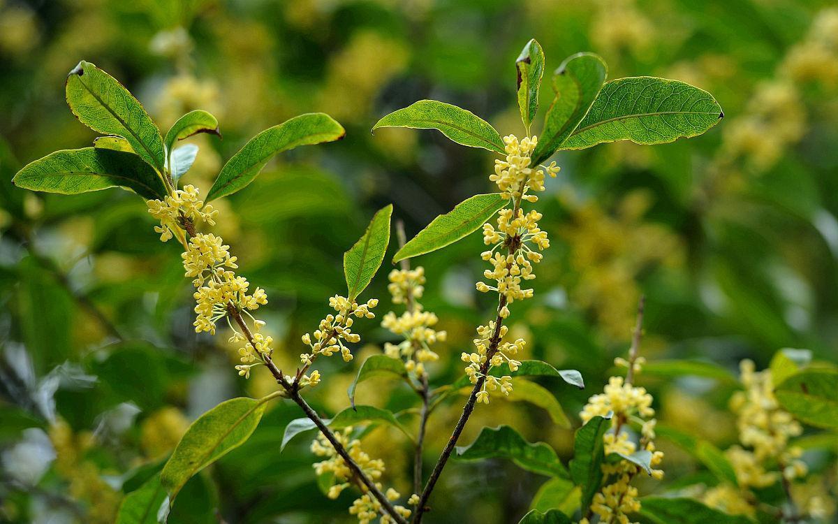 桂花树不开花,找对原因巧改善,开花又多又香不会难