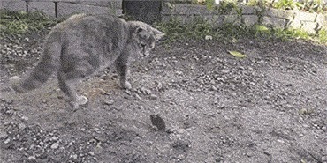 |搞笑GIF:说出来你可能不信 我今天被一个小女孩骗了