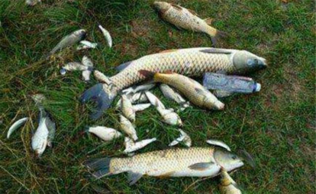 夏季|夏季野钓,钓位选择要灵活,天气不同、时间不同,出鱼位置有变化