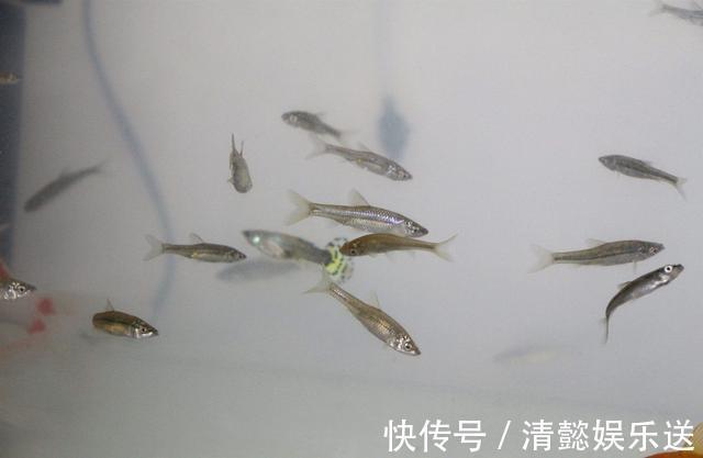 步骤|打窝子的步骤,在实际垂钓中,如何操作