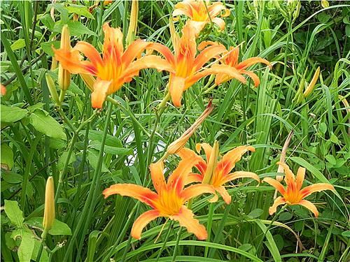 养花试试这几款,漂亮还好养,花开数量可以达到200多朵