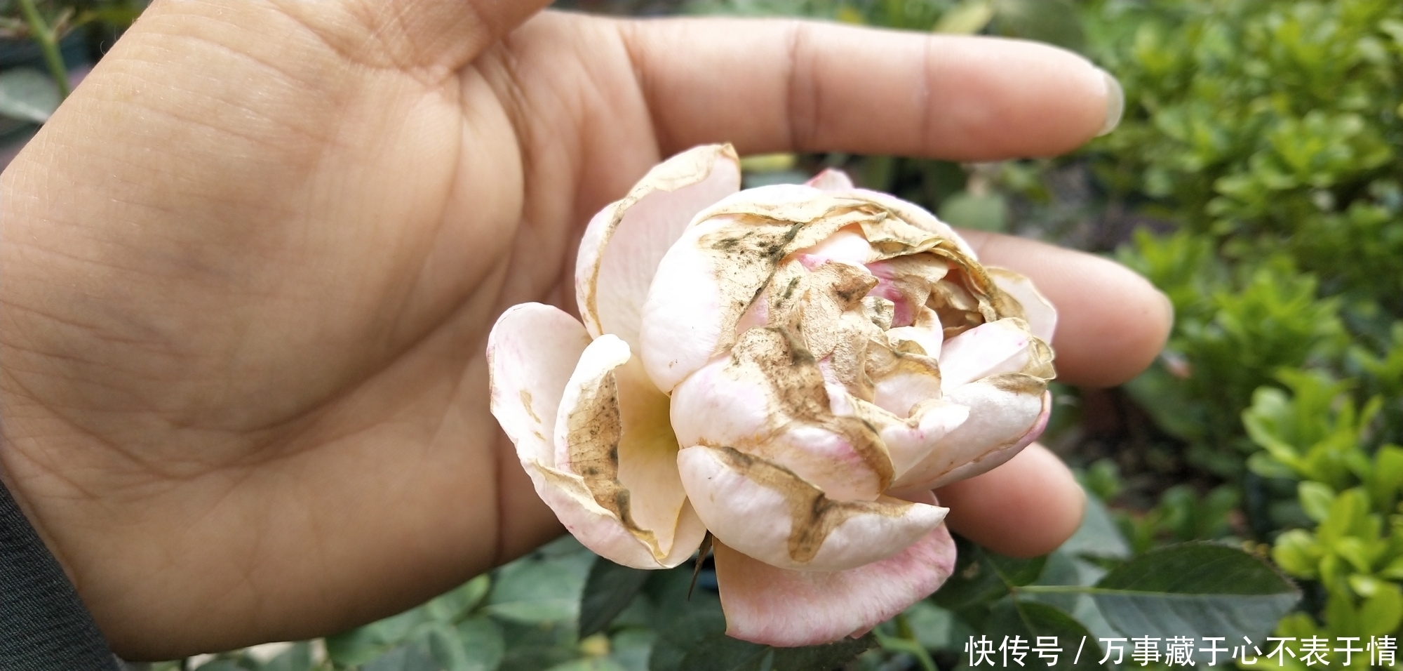 给月季修剪,严格按照四步走,尤其是第三点不能漏