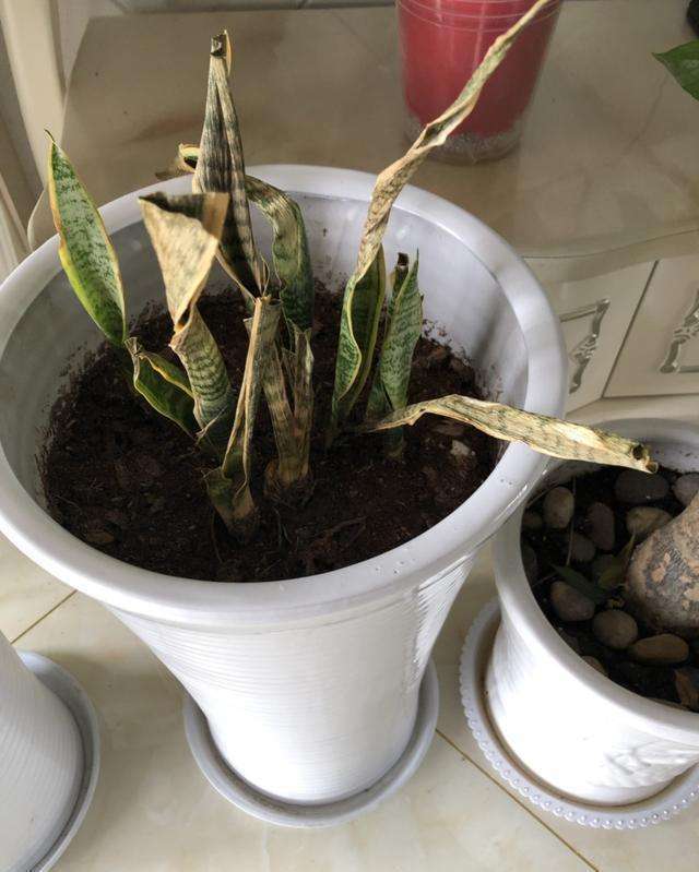 天气太热,养6种别乱浇水,浇得多死得快,难怪一浇就烂根