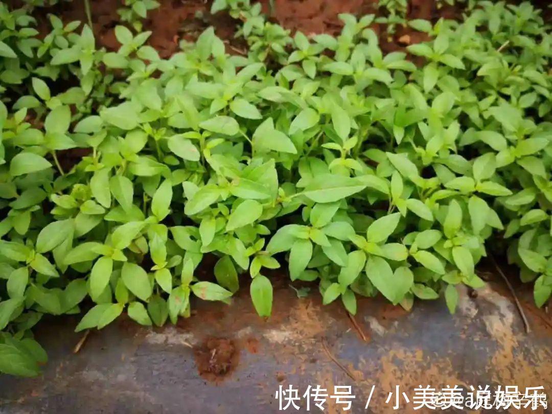 长春花|7种花最干净,门口、窗台放一盆,蚊虫不敢靠近!