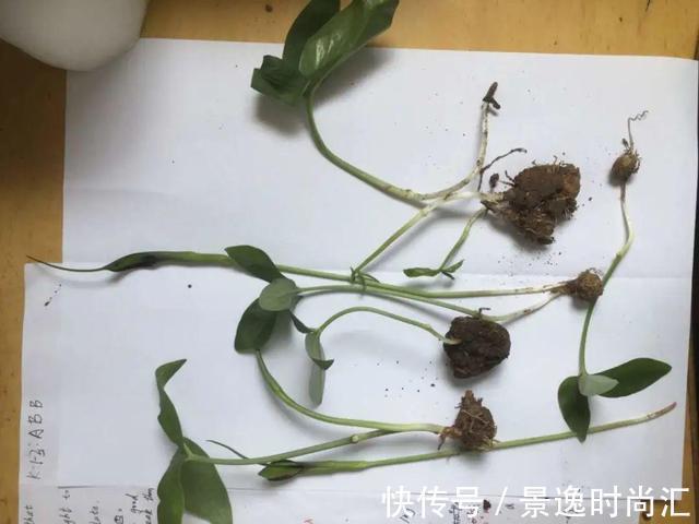 乌头|门口的果子像“龙葵”,赶紧要拔掉、千万别吃,会中毒