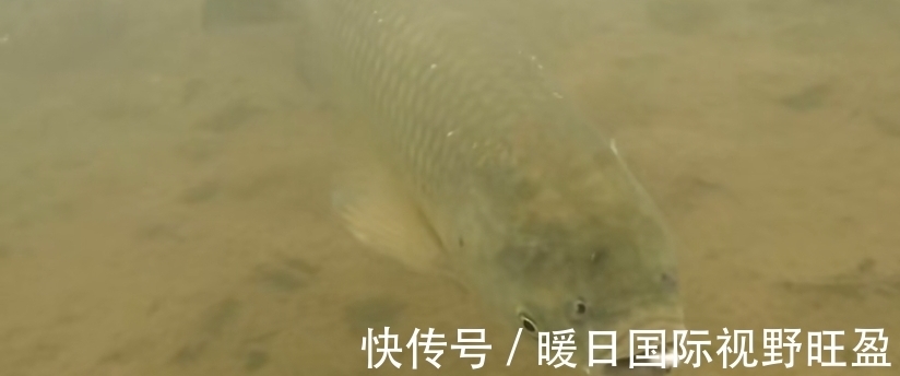 鱼层|夏季是垂钓草鱼的黄金季节,那么我们该如何去钓呢?