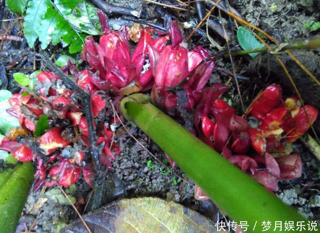 年轻人无人吃,农民当成猪青料,国外稀少当成宝,其实价值很高