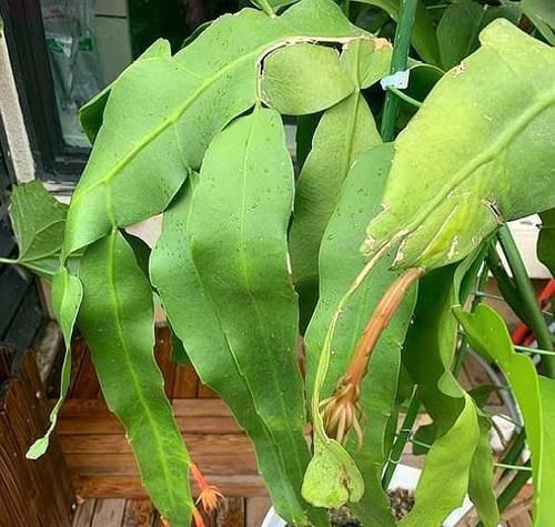  充裕的光照|剪一支昙花叶片，扦插做好这个细节，百分百生根，长大快速开花